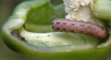 Škůdci sladké papriky a boj proti nim: co dělat, co léčit